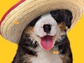 Jeu Chien drôle : os cachés  en ligne