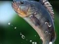 Jeu Lac Vert  en ligne