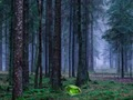 Jeu Coucher de soleil mystique dans la forêt  en ligne