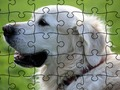 Jeu Puzzle Animaux Domestiques  en ligne