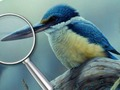 Jeu Oiseaux 5 différences  en ligne
