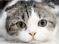 Jeu Temps de puzzle des chats en ligne