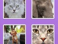 Jeu Animaux de curseur de l'image  en ligne