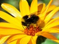 Jeu Quiz Photo  en ligne