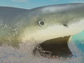 Jeu La requin  en ligne