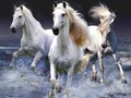 Jeu Les chevaux  en ligne