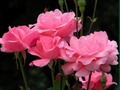 Jeu Roses roses  en ligne