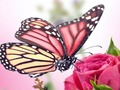 Jeu Puzzle Papillons  en ligne