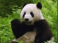 Jeu Puzzle Pandas  en ligne