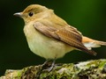 Jeu Oiseaux adorables  en ligne