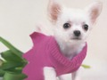 Jeu Puzzle de chiots mignons  en ligne