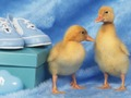 Jeu Puzzle de petites créatures adorables  en ligne