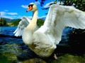 Jeu Glissement de cygnes en ligne