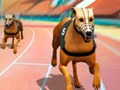 Jeu Crazy Dog Racing Fever  en ligne