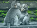 Jeu Puzzle de chimpanzé  en ligne