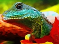Jeu Dragon chinois d'eau Jigsaw  en ligne
