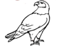 Jeu Livre de coloriage aigle  en ligne