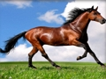 Jeu Animaux Jigsaw Puzzle Chevaux  en ligne