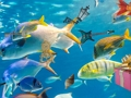 Jeu Objets cachés: toboggan tropical  en ligne