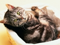 Jeu Puzzle Drôle Chats Et Chiens  en ligne