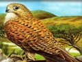 Jeu Puzzle Oiseaux de proie  en ligne