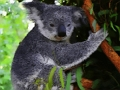 Jeu Mignon, bébé, koala, ours  en ligne