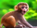 Jeu Singe drôle de bébé  en ligne