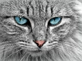 Jeu Puzzle de l'oeil de chat  en ligne