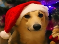 Jeu Chiens de Noël drôles  en ligne