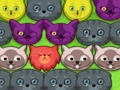Jeu Chatons pop-pop  en ligne