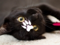 Jeu Puzzle de chats mignons  en ligne