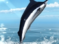 Jeu Pêche en mer d'azur  en ligne
