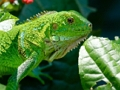 Jeu Iguane sauvage  en ligne