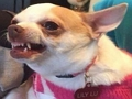 Jeu Quel chien mème es-tu ?  en ligne