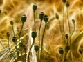 Jeu Casse-tête de coquelicot  en ligne
