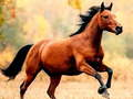 Jeu Glissade à cheval  en ligne