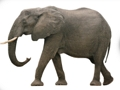 Jeu ABC des animaux  en ligne
