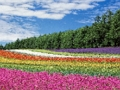 Jeu Puzzle de jardin de fleurs colorées  en ligne
