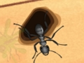 Jeu Écraser les fourmis  en ligne