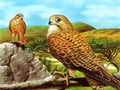 Jeu Toboggan oiseaux de proie  en ligne