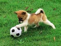 Jeu Puzzle d'extérieur pour chiot ludique  en ligne