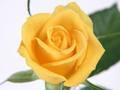 Jeu Roses jaunes  en ligne