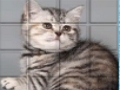 Jeu Chat PicPu  en ligne