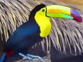 Jeu Puzzle Oiseau Toucan  en ligne