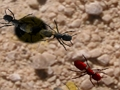 Jeu Écrasez ces fourmis  en ligne