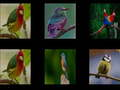 Jeu Mémoriser les oiseaux  en ligne