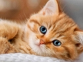 Jeu Collection de puzzles de chatons  en ligne