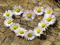 Jeu Puzzle Coeur marguerite  en ligne