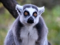 Jeu Jeu de Puzzle d'Animaux  en ligne