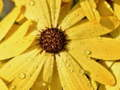 Jeu Puzzle de pétales de fleurs et de gouttes de pluie  en ligne